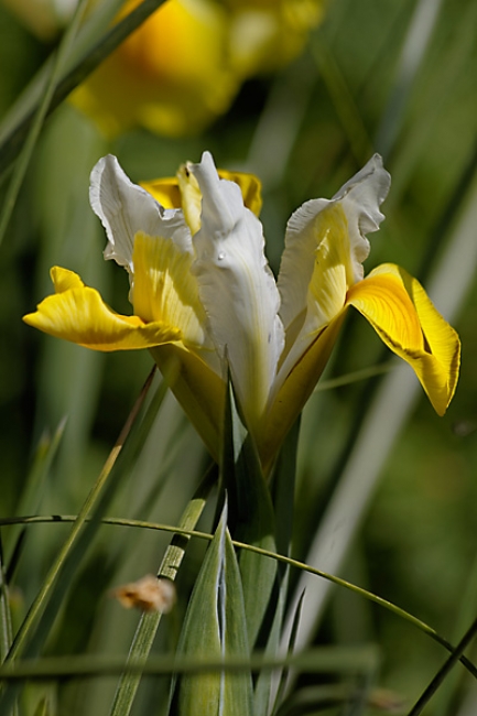 Jardin des Impressionnistes-057